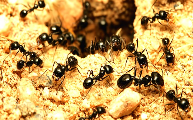 A swarm of ants at the mouth of their nest