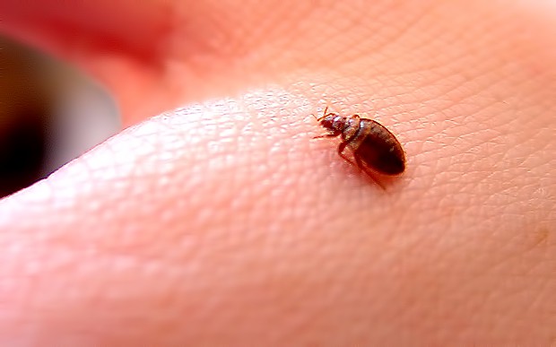 A tick on the back of an illustraters hand showing the size